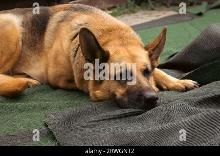 Lying german shepherd dog. Tired guard dog. Human best friend. Adult sheepdog. Adorable sad dog. Pedigree dog on backyard. Animal depression. Stock Photo