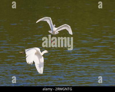 Little Egret - chasing each other Egretta garzetta Abberton Resevoir, Essex, UK BI036815 Stock Photo