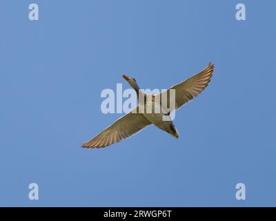 Gadwall - in flight Anas strepera Abberton Resevoir, Essex, UK BI036854 Stock Photo