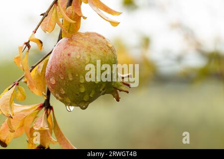 Close-up of pomegranate fruit wet from the rain in the Gaianes lagoon, Spain Stock Photo