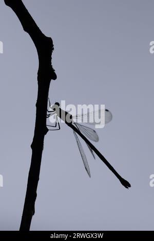 Western Willow Spreadwing (Lestes viridis) Norfolk September 2023 Stock Photo