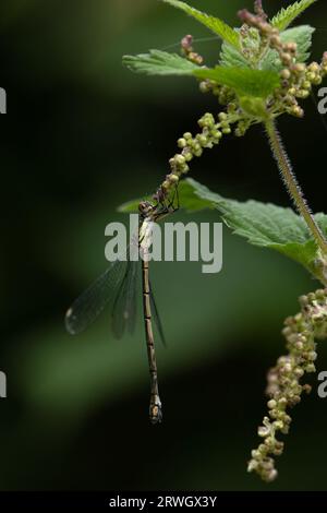 Western Willow Spreadwing (Lestes viridis) Norfolk September 2023 Stock Photo