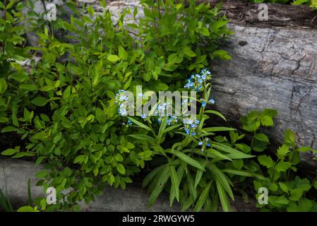 Blue Bells and Forget-Me-Nots bloom early in the summer on the forest floor. Stock Photo