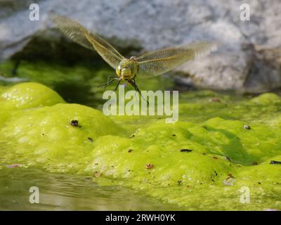 Emperor Dragonfly –female taking off from pond Anax imperator Essex,UK IN004366 Stock Photo