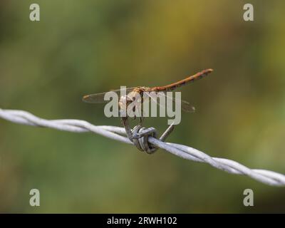 Common Darter Dragonfly – male on barbed wire Sympetrum striolatum Essex,UK IN004368 Stock Photo