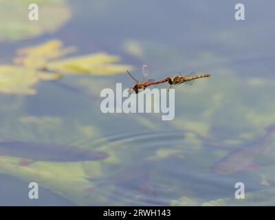 Common Darter Dragonfly – flying in tandem Sympetrum striolatum Essex,UK IN004388 Stock Photo