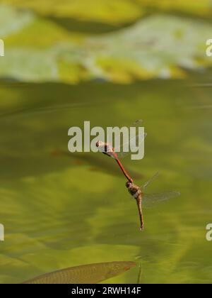 Common Darter Dragonfly – flying in tandem Sympetrum striolatum Essex,UK IN004389 Stock Photo