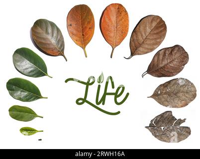 jack fruit leaves, leaf transition from born to die on white background. Concept change of season. with life letter logo Stock Photo