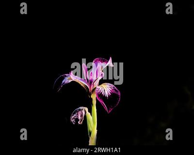 Iris Versicolor Kermesina Garden Plant PL002390 Stock Photo