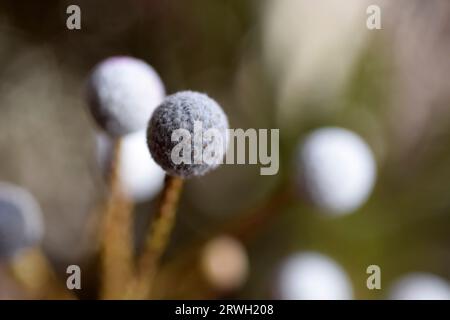 dried flower pods Stock Photo