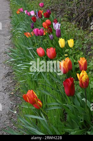 row of tulips Stock Photo