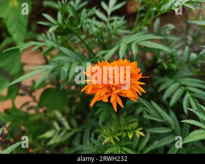 Close up of a beautiful marigold. The bright orange coloured marigold flower (Tagetes erecta, Aztec or African marigold) pops out from the leaves. Stock Photo
