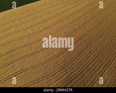 Aerial view of a ripe gold colored crop field in the countryside in summer Stock Photo