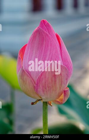 A pink lotus flower bud, closed and unbloomed. The light pink petals have darker stripes. Taken during the day, the photo captures the natural light. Stock Photo