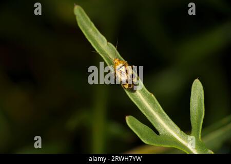 Lygus rugulipennis Family Miridae Genus Lygus European Tarnished plant bug wild nature insect wallpaper, picture, photography Stock Photo