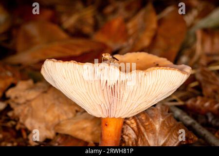 A small fly perched on the edge of a toadstool in woodland, with a shallow depth of field Stock Photo