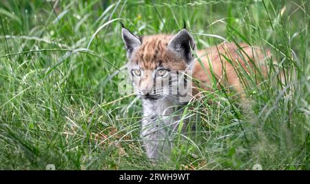 A close-up of a baby lynx or kitten walking through high grass direction camera Stock Photo