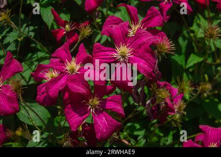 Pink Clematis flowers with green leaves in Summer garden. Beautiful Purple flowering Clematis Passion blooms background. Clematis flower with yellow f Stock Photo
