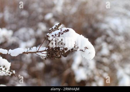 Bridewort Spiraea on white snow background. Dry flowers of Bridewort Spiraea. Close-up. Winter day. Stock Photo
