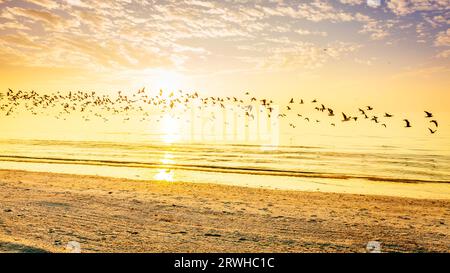 A flock of seagulls flying over a beach on the Gulf coast of Florida Stock Photo