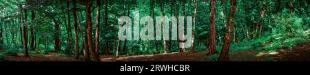 A panoramic photo of a green forest in spring. Stock Photo