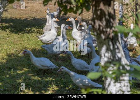 Free range goose farming,traditional  polish ecological village, Podkarpackie County, Poland Stock Photo