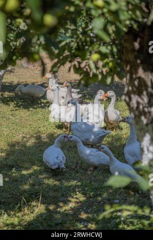 Free range goose farming,traditional  polish ecological village, Podkarpackie County, Poland Stock Photo