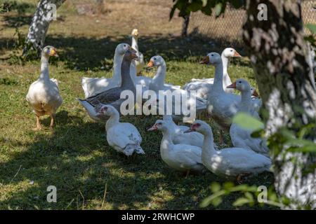 Free range goose farming,traditional  polish ecological village, Podkarpackie County, Poland Stock Photo