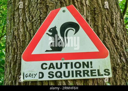 Caution! Grey Squirrels sign on tree near Warwick Moor Wood, Aglionby, Carlisle, Cumbria Stock Photo