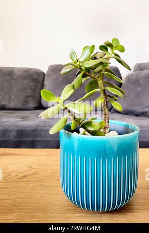 Jade plants (Crassula ovata), sometimes called money tree. A favorite houseplant often used as a bonsai. Home décor and gardening concept. Stock Photo