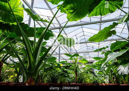 Cultivation of differenent green tropical and exotic indoor palms and evergreen plants in glasshouse in Westland, North Holland, Netherlands. Tropical Stock Photo