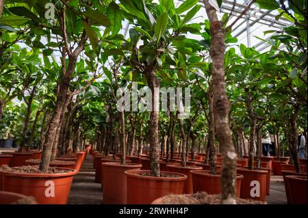 Cultivation of differenent green tropical and exotic indoor palms and evergreen plants in glasshouse in Westland, North Holland, Netherlands. Tropical Stock Photo