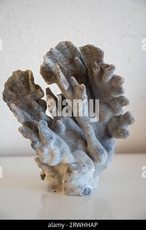 Hard dead blue coral stone, underwater nature background close up Stock Photo