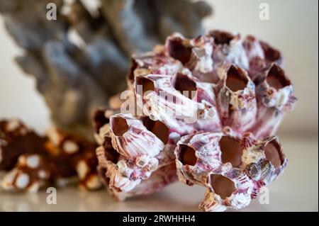 Hard dead blue and pink coral stones, underwater nature background close up Stock Photo