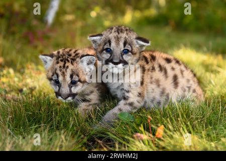 Cougar Kittens (Puma concolor) Sit Together Autumn - captive animals Stock Photo