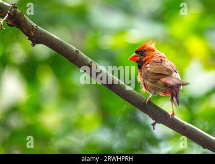 The iconic Northern Cardinal, Cardinalis cardinalis, captured in Central Park, New York, showcasing its vibrant plumage. Stock Photo