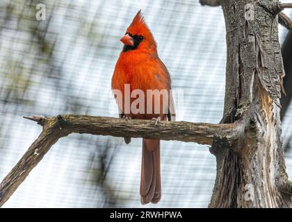 The iconic Northern Cardinal, Cardinalis cardinalis, captured in Central Park, New York, showcasing its vibrant plumage. Stock Photo