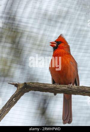 The iconic Northern Cardinal, Cardinalis cardinalis, captured in Central Park, New York, showcasing its vibrant plumage. Stock Photo