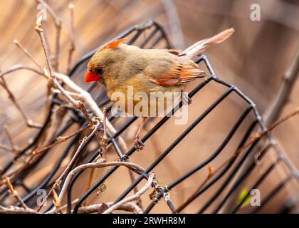 The iconic Northern Cardinal, Cardinalis cardinalis, captured in Central Park, New York, showcasing its vibrant plumage. Stock Photo