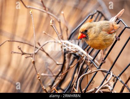 The iconic Northern Cardinal, Cardinalis cardinalis, captured in Central Park, New York, showcasing its vibrant plumage. Stock Photo