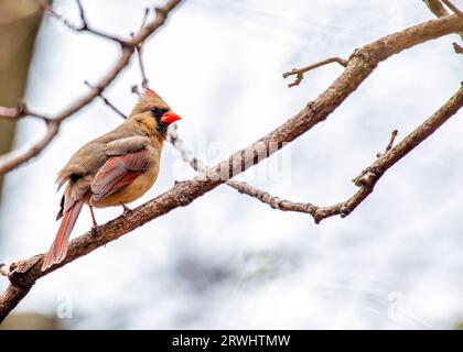 The iconic Northern Cardinal, Cardinalis cardinalis, captured in Central Park, New York, showcasing its vibrant plumage. Stock Photo