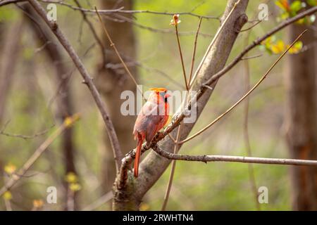 The iconic Northern Cardinal, Cardinalis cardinalis, captured in Central Park, New York, showcasing its vibrant plumage. Stock Photo