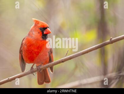 The iconic Northern Cardinal, Cardinalis cardinalis, captured in Central Park, New York, showcasing its vibrant plumage. Stock Photo