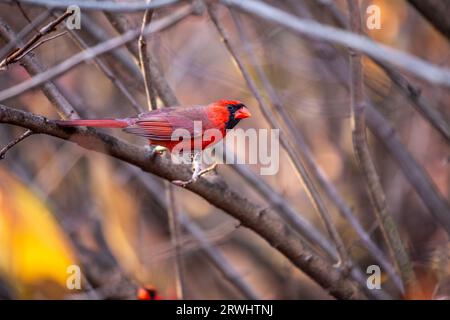 The iconic Northern Cardinal, Cardinalis cardinalis, captured in Central Park, New York, showcasing its vibrant plumage. Stock Photo