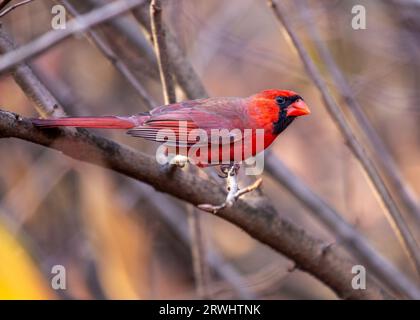 The iconic Northern Cardinal, Cardinalis cardinalis, captured in Central Park, New York, showcasing its vibrant plumage. Stock Photo