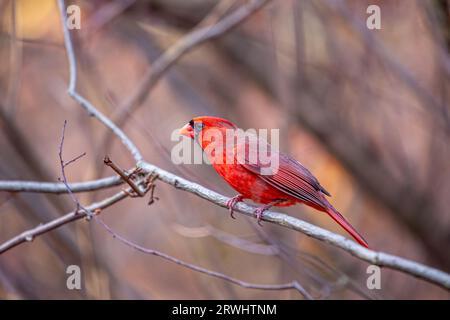 The iconic Northern Cardinal, Cardinalis cardinalis, captured in Central Park, New York, showcasing its vibrant plumage. Stock Photo