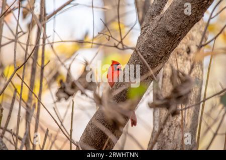 The iconic Northern Cardinal, Cardinalis cardinalis, captured in Central Park, New York, showcasing its vibrant plumage. Stock Photo