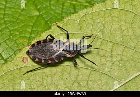 Eastern Bloodsucking Conenose Kissing Bug (Triatoma sanguisuga) on a leaf in Houston, TX. Dangerous biting insect that carries Chagas disease. Stock Photo
