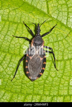 Dorsal view of the “Kissing Bug” (Triatoma infestans), a vector for ...