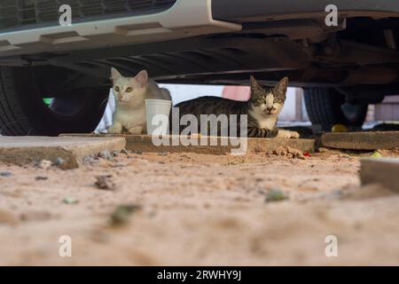 Two cats hiding under a car, in the shade. Funny domestic animal. Stock Photo